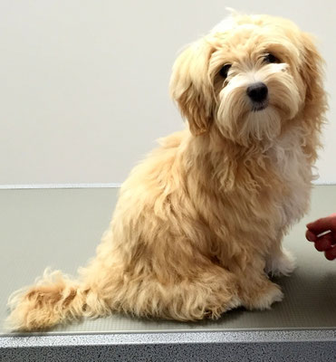 Bolonka-Welpe Gillou bei seinem ersten Besuch im Hundesalon...