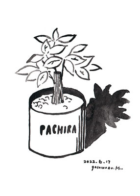 PACHIRA