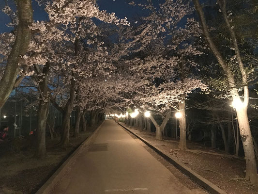 市制記念公園の夜桜