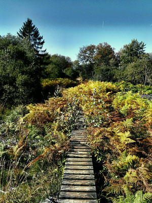 Brackvenn - Wandern auf Stegen