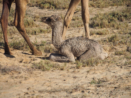Baby Camel in Salalah