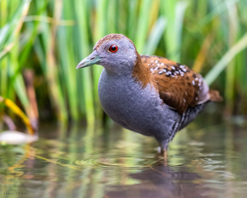 Zwergsumpfhuhn / Baillon's Crake