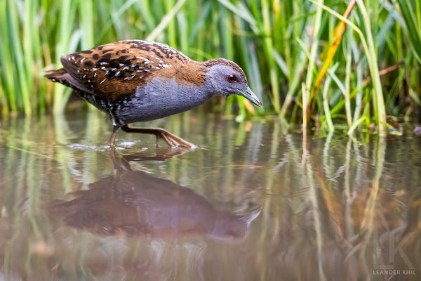 Zwergsumpfhuhn / Baillon's Crake