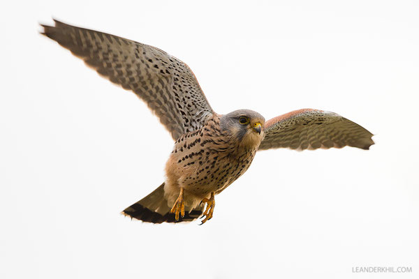 Turmfalke, Männchen