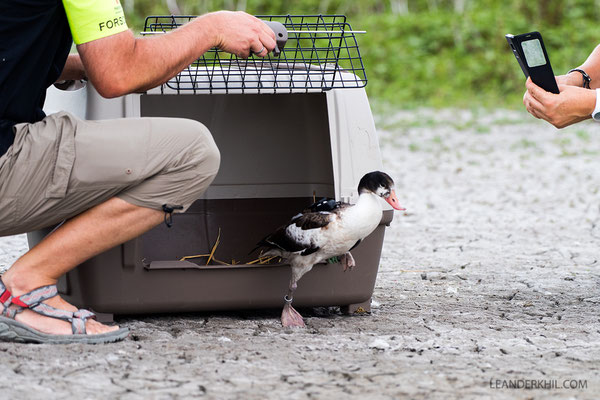 Calypso was released on 1 August 2018 at Östliche Wörthenlacke, Seewinkel.