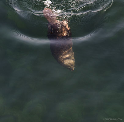 Europäischer Biber / Eurasian Beaver (Castor fiber) | Vienna, January 2017