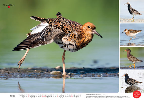 St. Martins Kalender 2020 - April, Kampfläufer