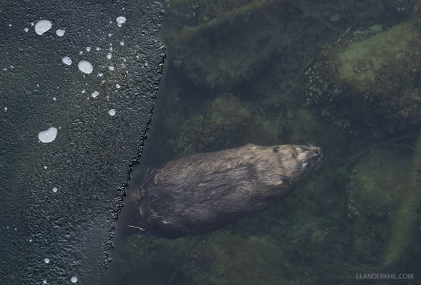 Europäischer Biber / Eurasian Beaver (Castor fiber) | Vienna, January 2017