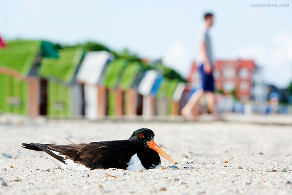 Austernfischer / Pied Oystercatcher (Haematopus ostralegus) | Föhr, Germany, June 2016