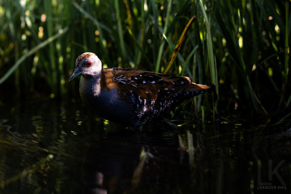 Zwergsumpfhuhn / Baillon's Crake