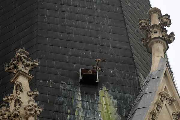 Fast flügge Turmfalken in der Nisthilfe auf der Herz-Jesu Kirche