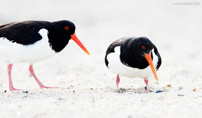 Austernfischer / Pied Oystercatcher (Haematopus ostralegus) | Föhr, Germany, June 2016