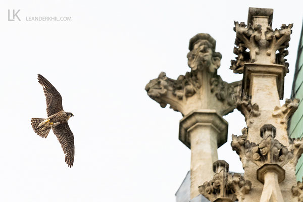 Vorjähriger Jungvogel mit brauner, längs gestrichelter Unterseite ("Inge" vor der ersten Brut)