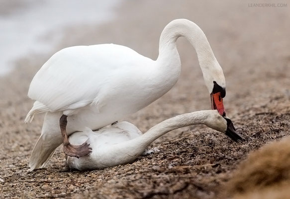 Adulter Höckerschwan unterwirft Jungvogel / Adult Mute Swan dominating a second year bird