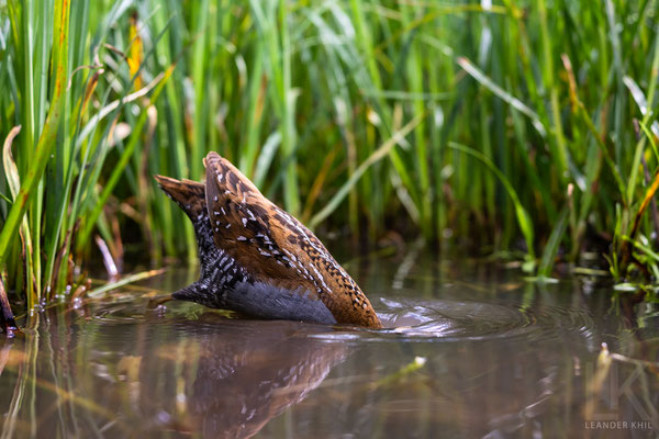 Zwergsumpfhuhn / Baillon's Crake