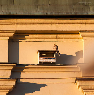 Falken-Nisthilfe mit Turmfalke auf der Grazer Franziskanerkirche