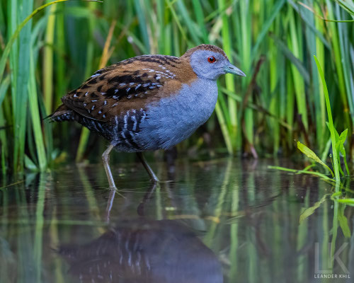 Zwergsumpfhuhn / Baillon's Crake