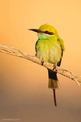 Smaragdspint / Little Green Bee-eater (Merops orientalis beludschicus) | Qeshm, Iran, 2016