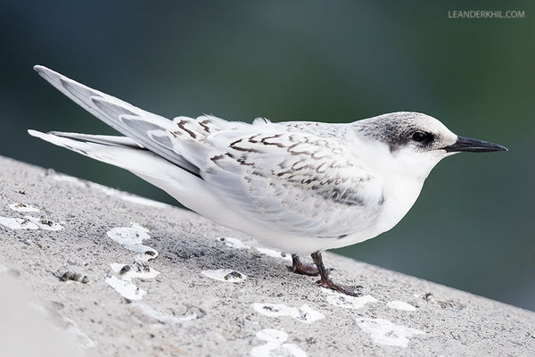 Rosenseeschwalbe / Roseate tern (Sterna dougallii) | Juvenile - the older and paler of the two birds present.