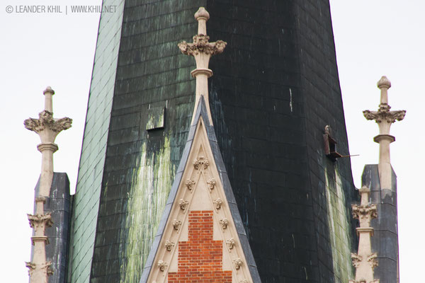 "Geweißelte" Falken-Sitzplätze und Nisthilfe auf der Grazer Herz-Jesu Kirche (rechte Luke, darauf sitzend der Wanderfalke)