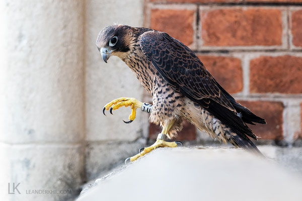 Jungvogel SJU erstmals außerhalb des Nests