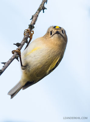 Wintergoldhähnchen / Goldcrest (Regulus regulus) | Seewinkel, November 2018