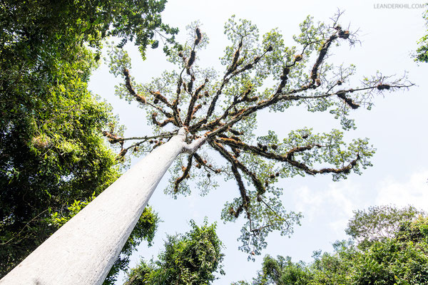 Kapokbaum / Ceiba tree (Ceiba sp.) | Tikal, December 2016