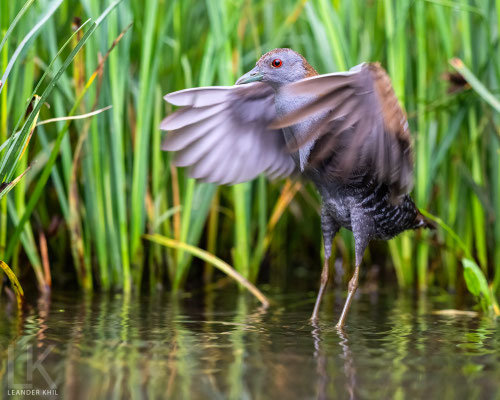 Zwergsumpfhuhn / Baillon's Crake