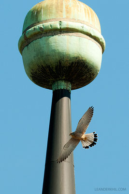 Turmfalke vor der Grazer Franziskanerkirche