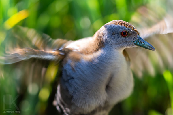 Zwergsumpfhuhn / Baillon's Crake