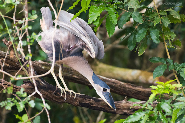 Boat-billed Heron / Kahnschnabel (Cochlearius cochlearius) | Crooked Tree Wildlife Sanctuary/Belize, Februray 2017