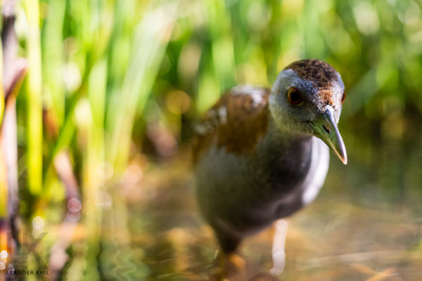 Zwergsumpfhuhn / Baillon's Crake