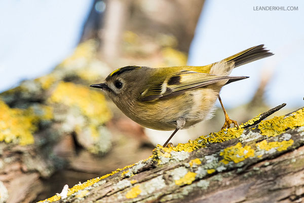 Wintergoldhähnchen / Goldcrest (Regulus regulus) | Seewinkel, November 2018