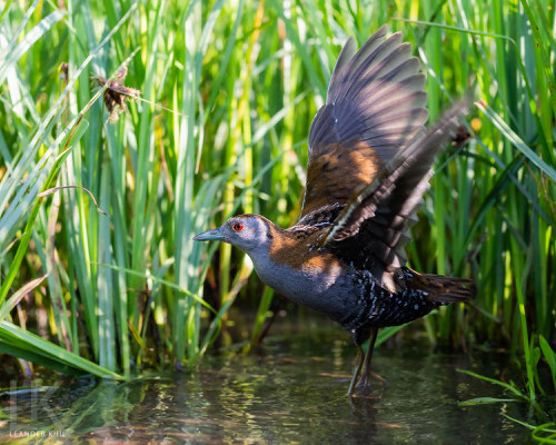 Zwergsumpfhuhn / Baillon's Crake