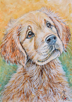 HUND Nr.16; 30,5x21,5 cm; Acryl auf Aquarellpapier hinter Plexiglas inklusive Rahmen; Preis € 120,-