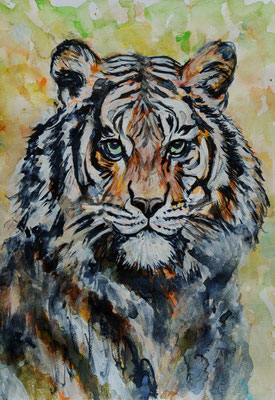 (noch in Arbeit) TIGER Nr.2; 51,5x41,5 cm; Aquarell/Gesso mit Passepartout, Plexiglas und Rahmen