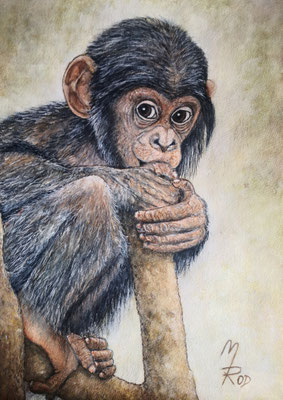 SCHIMPANSEN-BABY; 51,5x41,5 cm; Aquarell mit Passepartout und Rahmen (Original nicht mehr erhältlich) 