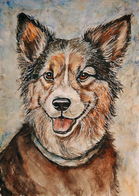 (noch nicht fertiggestellt) - HUND Nr.10; 51,5x41,5cm; Aquarell/Gesso mit Passepartout, Plexiglas und Rahmen; Preis € 200,-