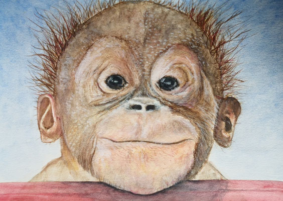 ORANG UTAN-BABY Nr.1; 41,5x51,5cm; Aquarell mit Passepartout und Rahmen (Original nicht mehr erhältlich) 