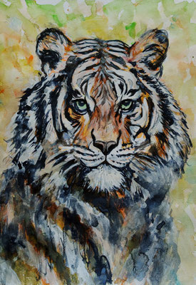 TIGER Nr.3, 40x30 cm, Acryl auf Aquarellpapier hinter Plexiglas inklusive Rahmen, Preis € 200,-