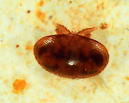 Varroamilbe