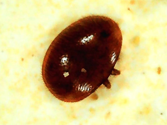 Varroamilbe