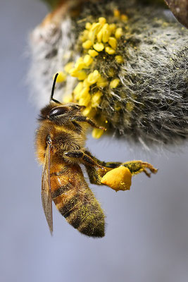 Foto: Honey Bee von Charlie Jackson - Flickr Commons (Creative Commons Licence Version 4.0)