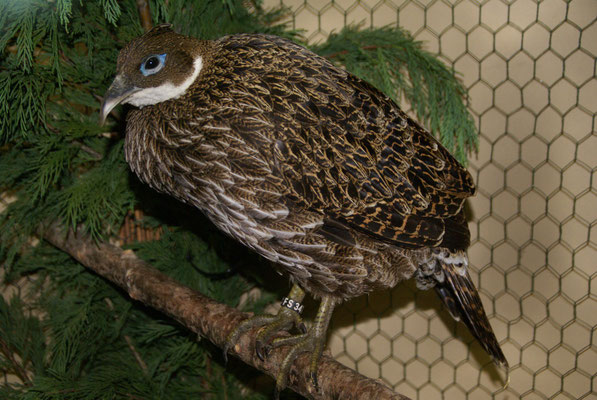 Glanzfasanenhenne