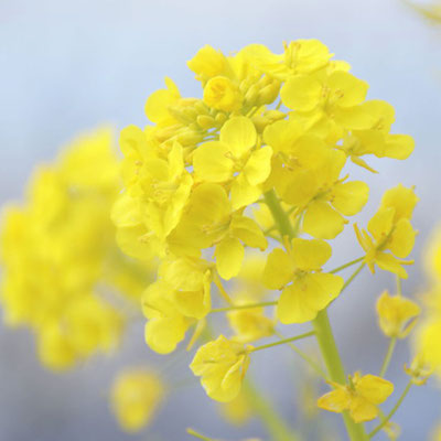 前院長奥様の誕生花・菜の花（意味・快活な愛、豊かさ、財産）