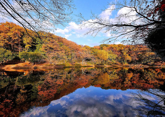 市川市の紅葉スポット紹介 10～18 Shun Shirai - ichikawa-hakkenden