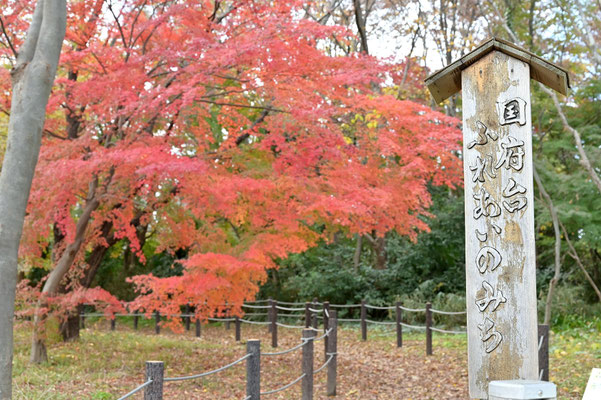 市川市の紅葉スポット紹介 10～18 Shun Shirai - ichikawa-hakkenden