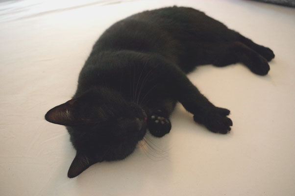 Nachbarskatze putzen putzig Katze neue Kamera ausprobieren GIMP nervenkeks