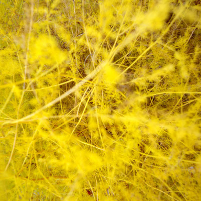 gelb stachlig Strauch Pflanze Gießen Landesgartenschau Gelände Herbst
