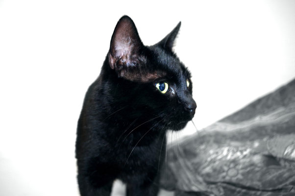 Nachbarskatze putzen putzig Katze neue Kamera ausprobieren GIMP nervenkeks